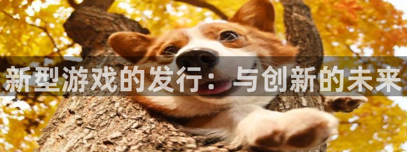 im电竞官网登录注册账号是什么