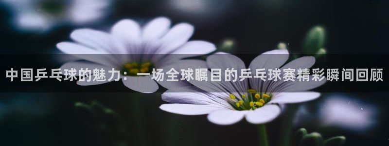 五星体育的直播：中国乒乓球的魅力：一场全球瞩目的乒乓球赛精彩瞬间回顾