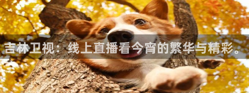 五星体育直播流：吉林卫视：线上直播看今宵的繁华与精彩。