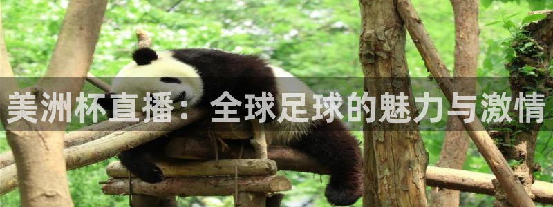 上海五星体育耍大牌：美洲杯直播：全球足球的魅力与激情